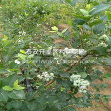 充電寶愛(ài)國(guó)者價(jià)格 充電寶愛(ài)國(guó)者公司 圖片 視頻