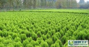 苗木-花木、柏球、花柏球、蜀檜球、大葉黃楊_農副產品_世界工廠網中國產品信息庫