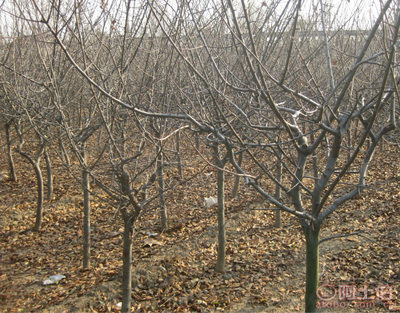 泰安青聯苗木 專業供應優質垂絲海棠，打造高性價比綠化方案