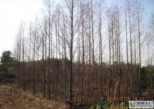 合肥優質水杉苗木供應，綠化工程優選，規格齊全直達世界工廠網