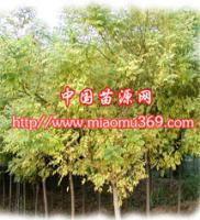 陜西金枝國槐苗木供應、采購與行情解析