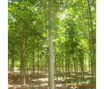 軒都苗木基地直銷優質馬褂木（鵝掌楸）樹苗，量大優惠，綠化優選